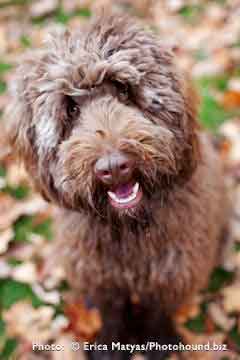 Chocolate Labradoodle Breeder