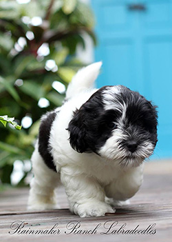 Labradoodle Puppy Breeder SC